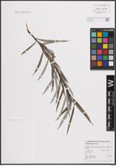 Foto von Salix eleagnos Scop.